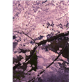 山东泰山樱花基地