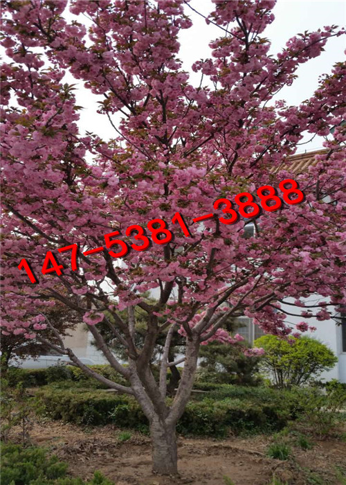 樱花 