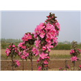 山东芭蕾舞海棠价格