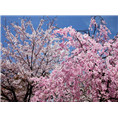 泰山樱花.山东泰山樱花