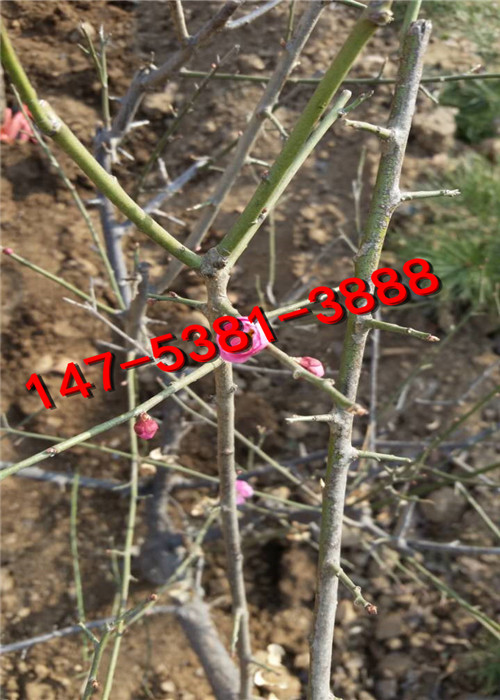 骨里红红梅