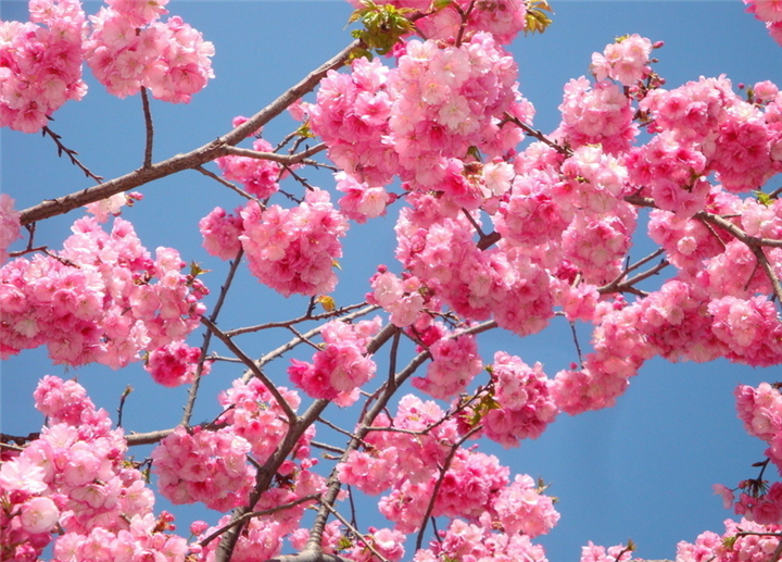 泰山樱花