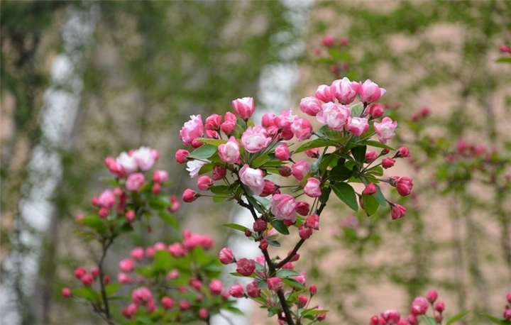 山东西府海棠种植基地