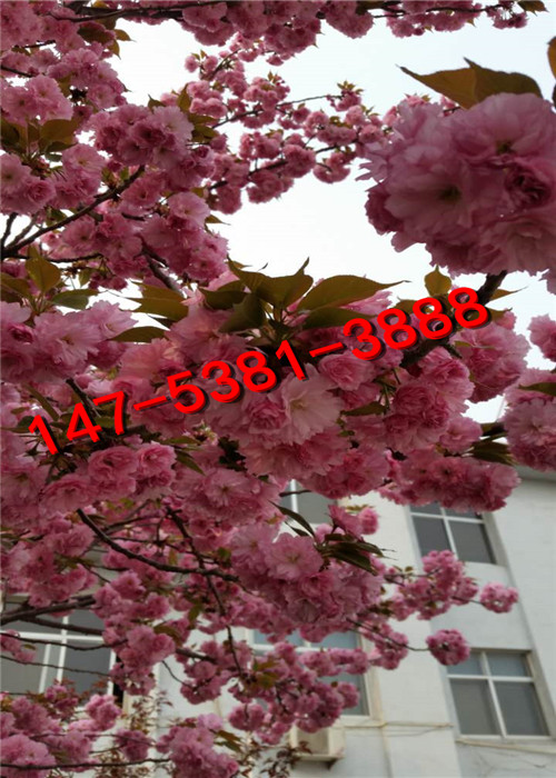 樱花 
