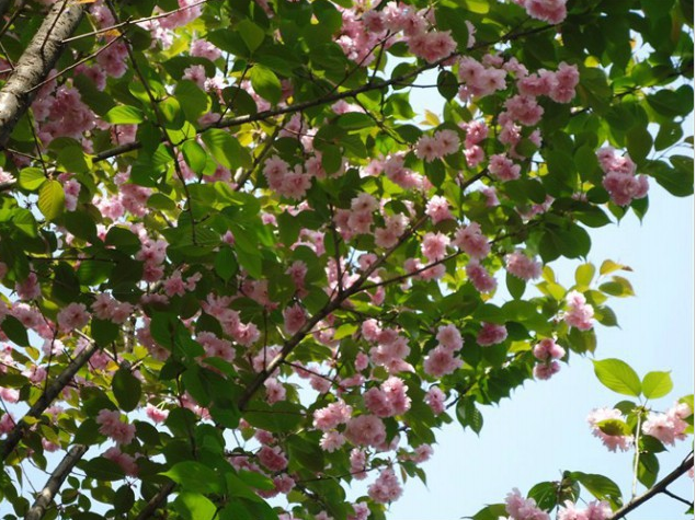 山东樱花种植基地