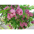 山东泰安香花槐-香花槐小苗