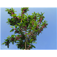 泰安香花槐——山东泰安香花槐价格 