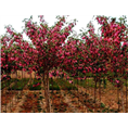 泰安香花槐——山东泰安香花槐价格 