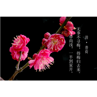 泰安腊梅基地
