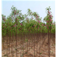 泰安香花槐小苗