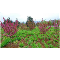 泰安芭蕾舞海棠价格