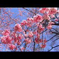 泰安樱花