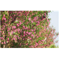 泰安香花槐.山东香花槐