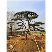 泰安景松