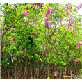 泰安香花槐——山东泰安香花槐价格 