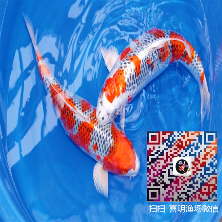 五色孔雀锦鲤图片