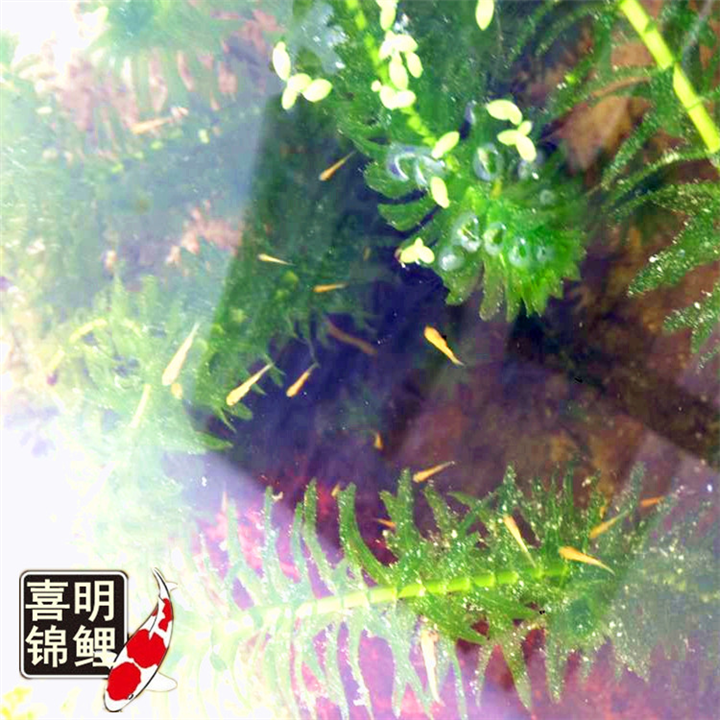 锦鲤水花鱼苗在每年几月份购买谁家的好 
