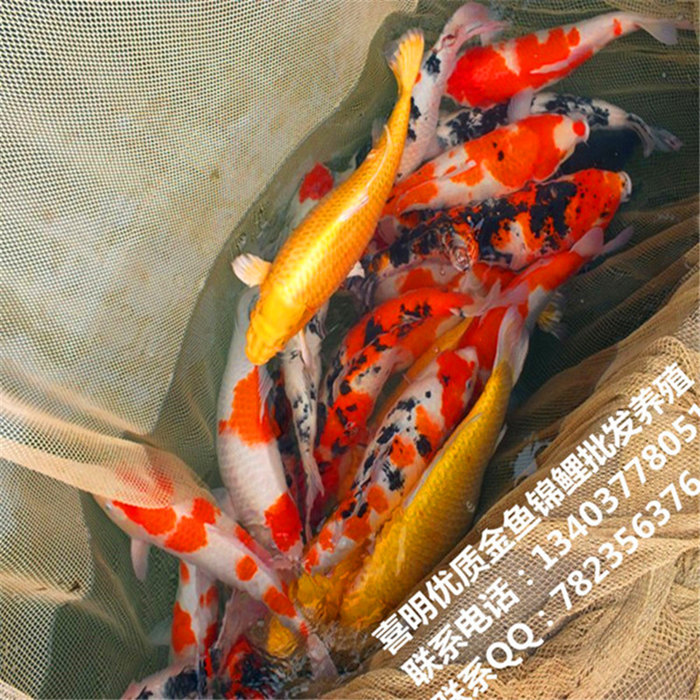黄锦鲤-河南锦鲤 锦鲤养殖 