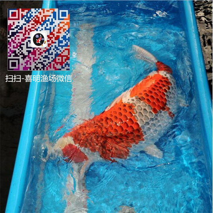 孔雀锦鲤多少钱，孔雀锦鲤批发