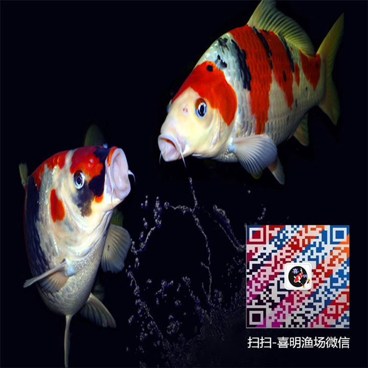 锦鲤价格/锦鲤图片/锦鲤批发出售信息