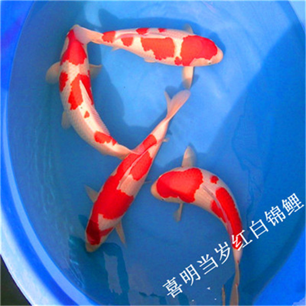 海南锦鲤/海口锦鲤批发价格 