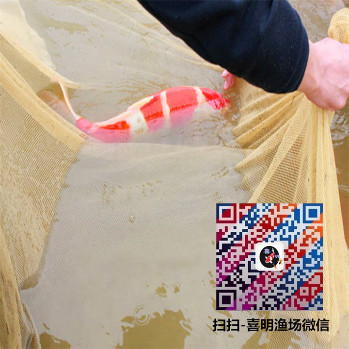 红白锦鲤多少钱一只,好养吗