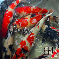 锦鲤种鱼 锦鲤种鱼养殖批发 