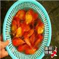 江苏金鱼 江苏地区专业金鱼养殖场 