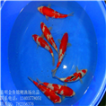 北京锦鲤/北京锦鲤批发市场 