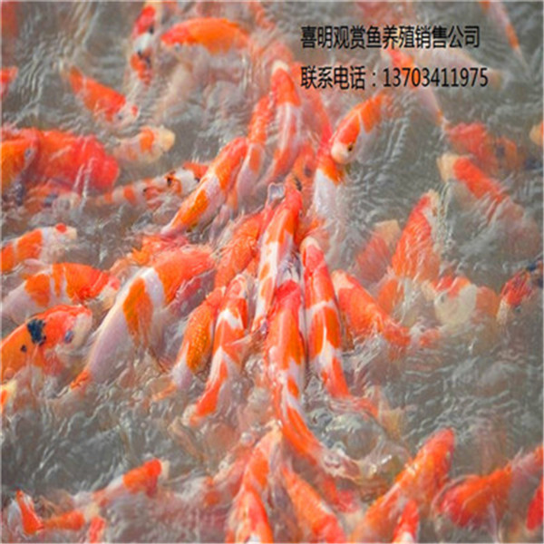 好锦鲤 好锦鲤批发养殖 