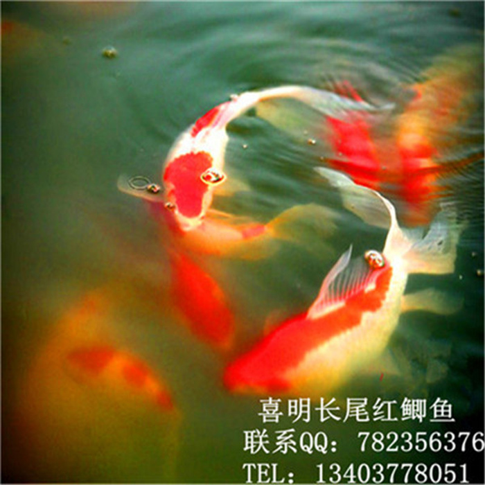 红鲫鱼-红草-草金鱼 