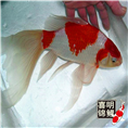 长尾草金鱼、黑彩花鲫鱼 
