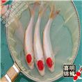 高档纯种丹顶锦鲤鱼 