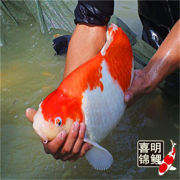 红白锦鲤批发销售价格 