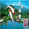 丹顶锦鲤鱼/丹顶锦鲤批发/丹顶锦鲤价格
