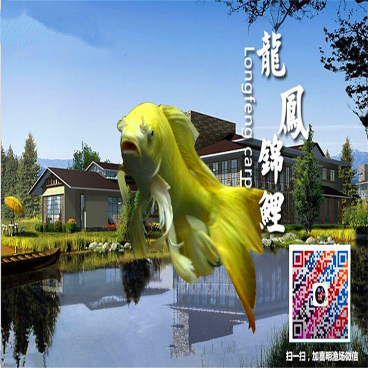 什么颜色龙凤锦鲤好/怎么样选好的龙凤锦鲤
