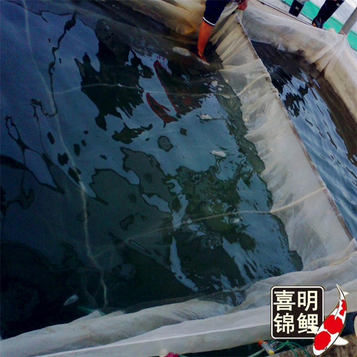 网箱能不能养锦鲤水花,喜明锦鲤给你支招 