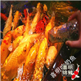 吃奶鱼批发加盟 