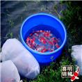 2016年有养锦鲤水花的吗?可以体验一下 