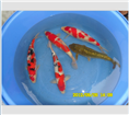 红白锦鲤-三色锦鲤鱼-黄金锦鲤鱼 