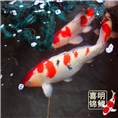 4-5月份日本锦鲤鱼苗水花 