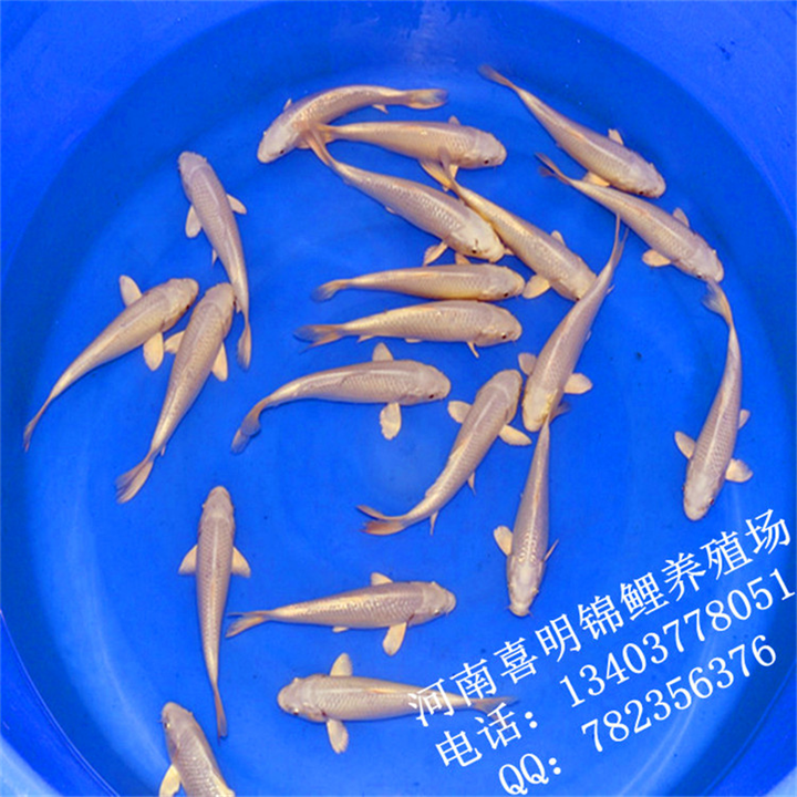 白金锦鲤鱼苗 