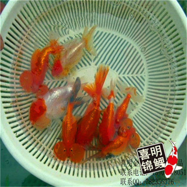 河南金鱼 河南观赏鱼金鱼 
