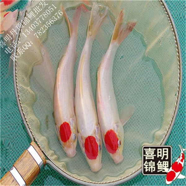 高档纯种丹顶锦鲤鱼 