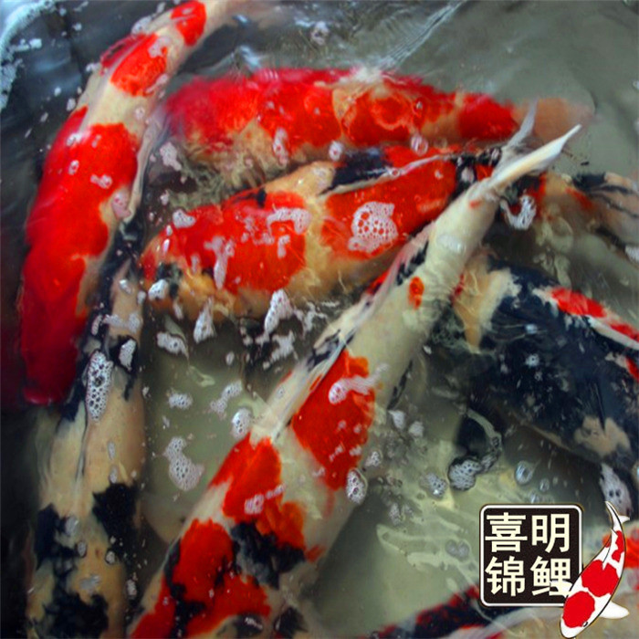 锦鲤图片价格 锦鲤批发养殖 