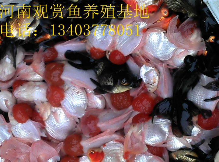 河南金鱼批发-金鱼养殖场-金鱼养殖基地 