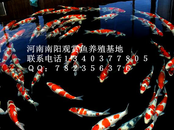 锦鲤放养-河南喜明锦鲤放养基地 