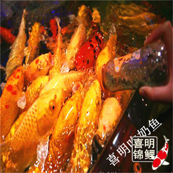 吃奶鱼批发加盟 