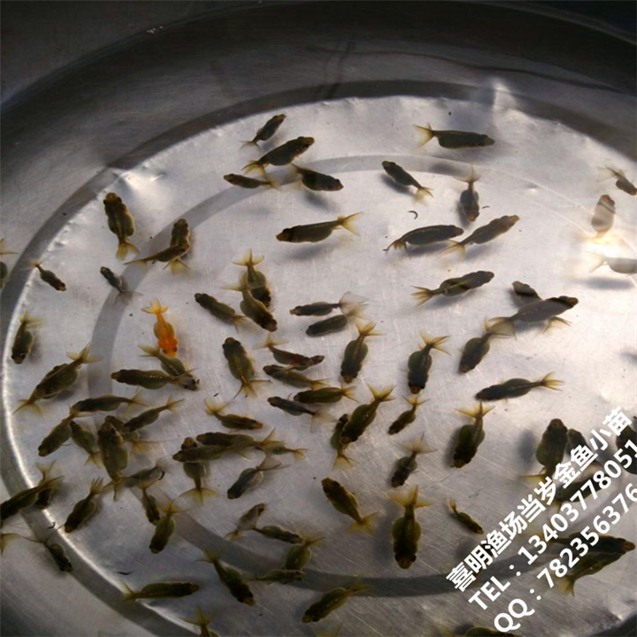 金鱼小苗/金鱼苗批发价格 