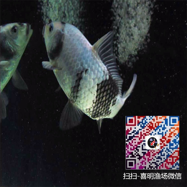 白写锦鲤价格/锦鲤图片/锦鲤出售